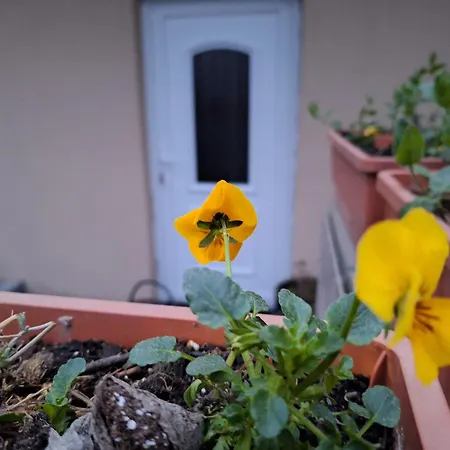 Filsdeger Haz 3* Эгер