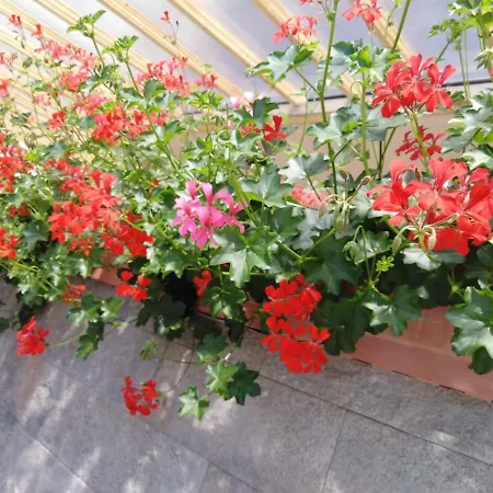 Filsdeger Haz 3* Eğri