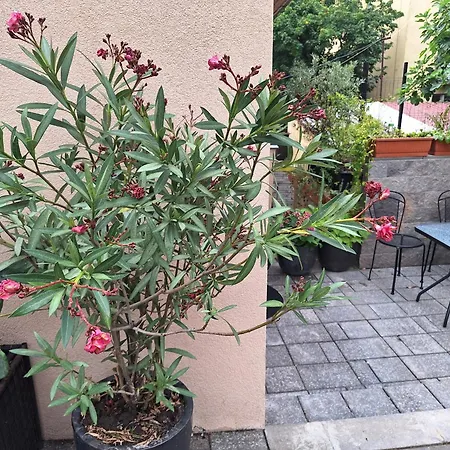 Couette-café Filsdeger Haz - & Apartmans Eger